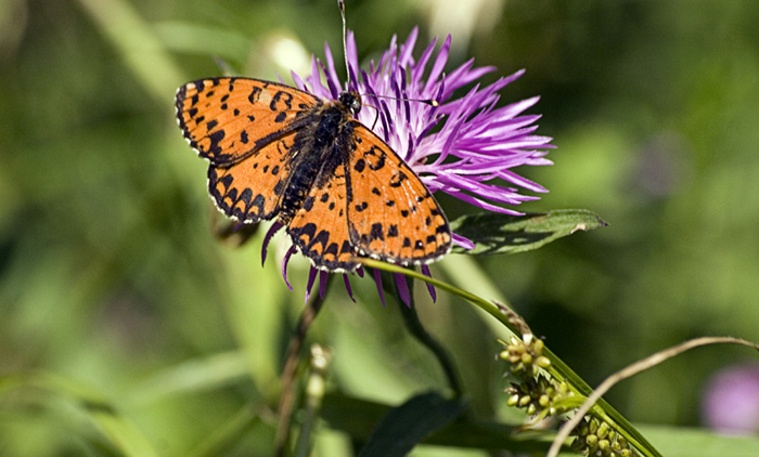 Melitaea didyma o altro?